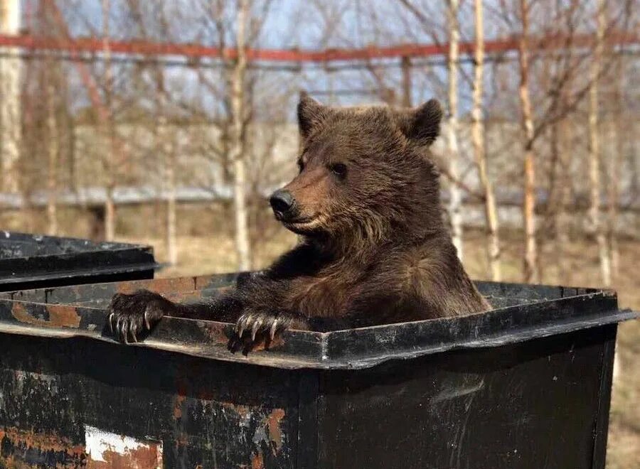 Дальний Восток